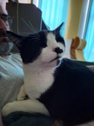Lost Male Cat last seen N Willis and Clarendon , Portland, OR 97203