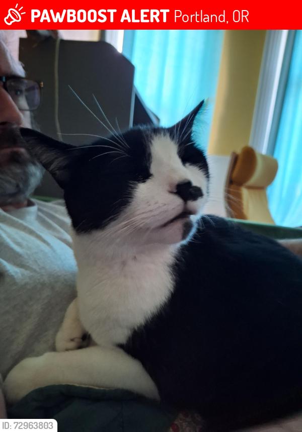 Lost Male Cat last seen N Willis and Clarendon , Portland, OR 97203