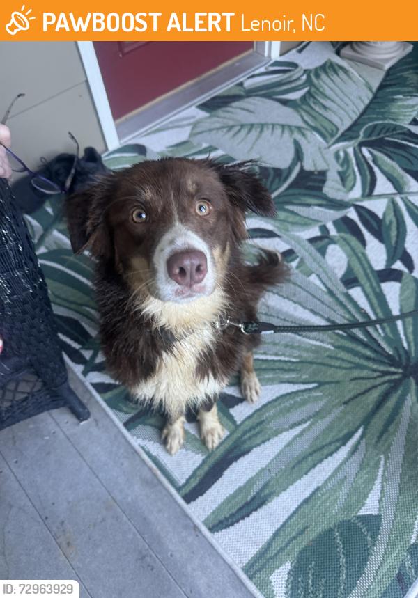 Found/Stray Female Dog last seen Near Brown Mountain Beach resort , Lenoir, NC 28645