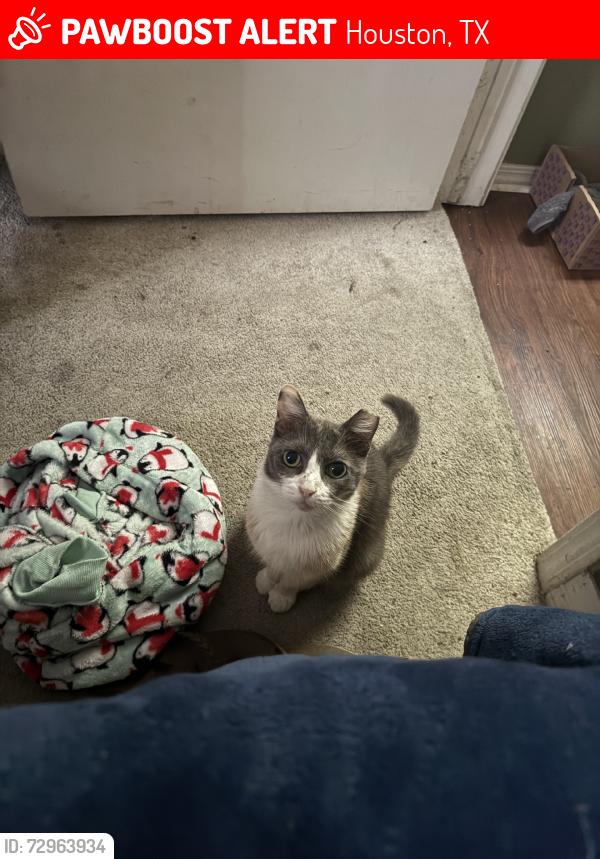 Lost Female Cat last seen Yellow notary bulidng we live right behinv, Houston, TX 77087