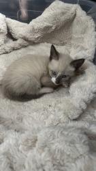 Lost Male Cat last seen S State Road 7 West Park, FL 33023 United States, Miramar, FL 33023
