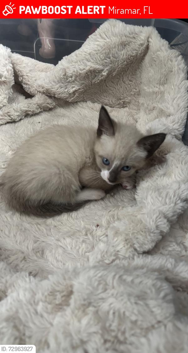 Lost Male Cat last seen S State Road 7 West Park, FL 33023 United States, Miramar, FL 33023