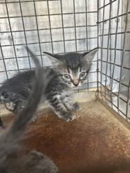 Shelter Stray Unknown Cat last seen Everman, TX 76140, Fort Worth, TX 76140