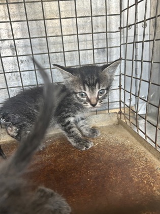 Shelter Stray Unknown Cat last seen Everman, TX 76140, Fort Worth, TX 76140