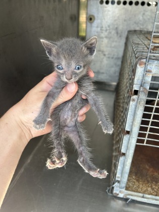 Shelter Stray Unknown Cat last seen Everman, TX 76140, Fort Worth, TX 76140