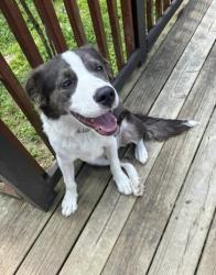 Shelter Stray Male Dog last seen Near NAVARRE DRIVE, 30083, GA, Atlanta, GA 30341