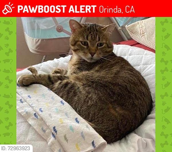 Lost Male Cat last seen Snowberry Lane, Orinda, CA 94563