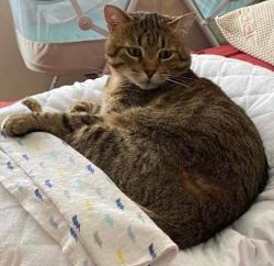 Lost Male Cat last seen Snowberry Lane, Orinda, CA 94563