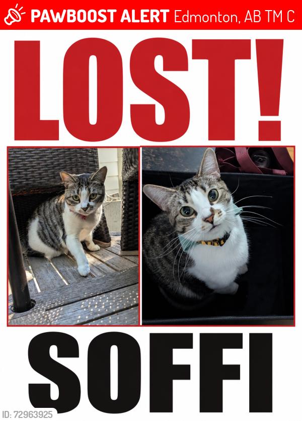 Lost Female Cat last seen Between 107-108 AVE, 123 Street. , Edmonton, AB T5M 0C4