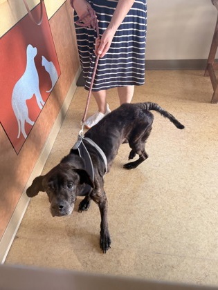 Shelter Stray Male Dog last seen Cedar Hill, TX 75104, Cedar Hill, TX 75104