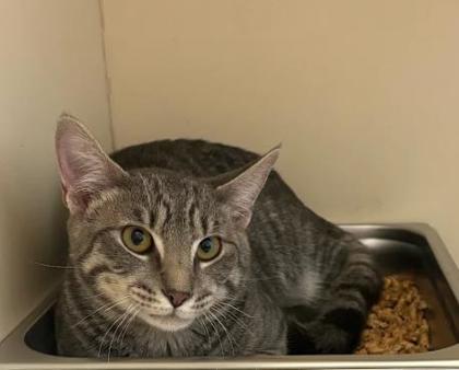 Shelter Stray Male Cat last seen Near Stoneside Dr Stone Mountain Georgia 30083, 30083, GA, Atlanta, GA 30341