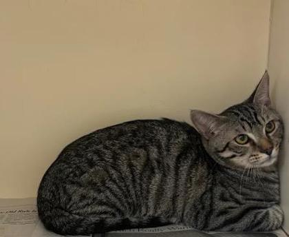 Shelter Stray Male Cat last seen Near Stoneside Dr Stone Mountain Georgia 30083, 30083, GA, Atlanta, GA 30341
