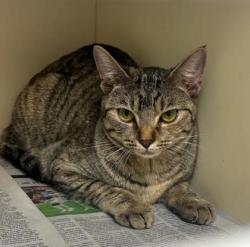Shelter Stray Female Cat last seen Near Stoneside Dr Stone Mountain Georgia 30083, 30083, GA, Atlanta, GA 30341
