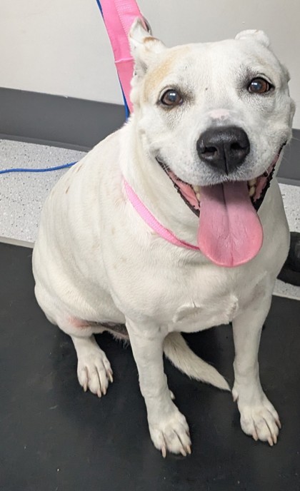 Shelter Stray Female Dog last seen Near Jefferson St, Oakland, CA, 1101 29th Ave, Oakland, CA 94601, USA