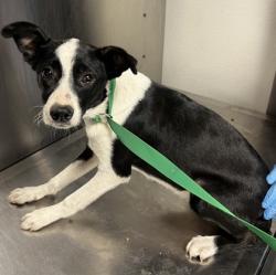 Shelter Stray Female Dog last seen S Greenwood Ave & E Jefferson Ave, Del Rey Zone Fresno CO 3 93616, CA, Fresno, CA 93706