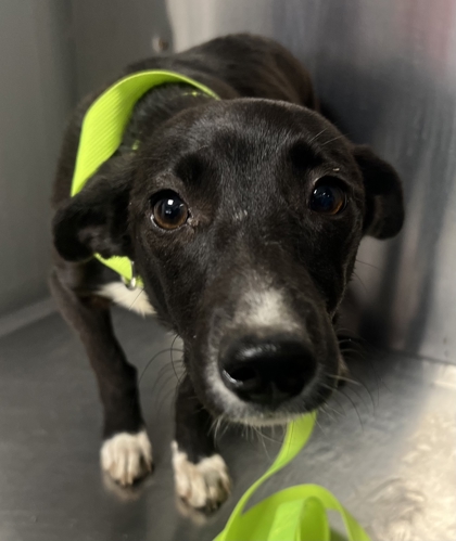 Shelter Stray Male Dog last seen S Greenwood Ave & E Jefferson Ave, Del Rey Zone Fresno CO 3 93616, CA, Fresno, CA 93706