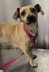 Shelter Stray Female Dog last seen S Greenwood Ave & E Jefferson Ave, Del Rey Zone Fresno CO 3 93616, CA, Fresno, CA 93706