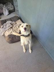 Shelter Stray Male Dog last seen S Leonard Ave and E Muscat Ave, Sanger Zone Fresno CO 4 93657, CA, Fresno, CA 93706