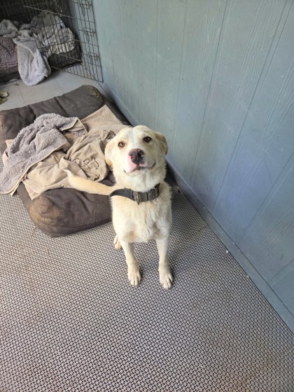 Shelter Stray Male Dog last seen S Leonard Ave and E Muscat Ave, Sanger Zone Fresno CO 4 93657, CA, Fresno, CA 93706