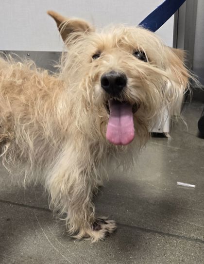 Shelter Stray Male Dog last seen S Del Rey Ave & E Clarkson Ave, Kingsburg Zone Fresno CO 3 93631, CA, Fresno, CA 93706