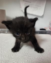 Shelter Stray Male Cat last seen , CA , Fresno, CA 93706
