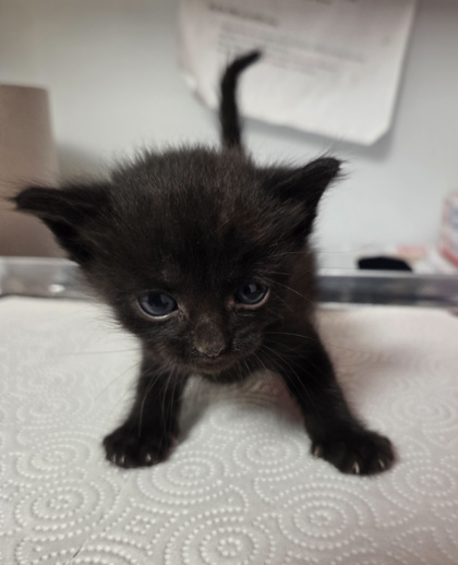 Shelter Stray Male Cat last seen , CA , Fresno, CA 93706