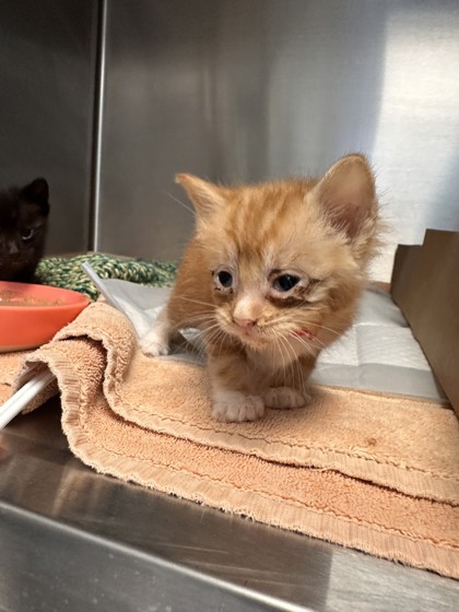 Shelter Stray Female Cat last seen North Highlands, CA 95660, Roseville, CA 95678
