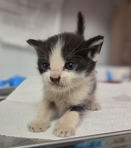 Shelter Stray Male Cat last seen , CA , Fresno, CA 93706