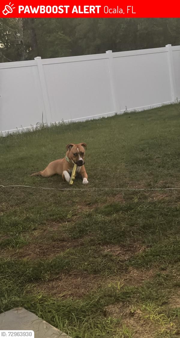 Lost Male Dog last seen Se 24th, Ocala, FL 34471