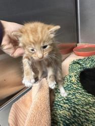 Shelter Stray Male Cat last seen North Highlands, CA 95660, Roseville, CA 95678
