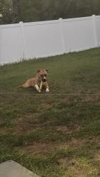 Lost Male Dog last seen Se 24th, Ocala, FL 34471