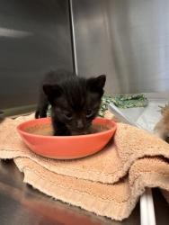 Shelter Stray Male Cat last seen North Highlands, CA 95660, Roseville, CA 95678