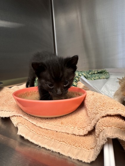 Shelter Stray Male Cat last seen North Highlands, CA 95660, Roseville, CA 95678
