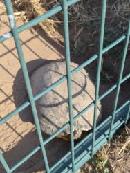 Shelter Stray Unknown Turtle last seen N Del Rey Ave and E Mckinley Ave, Sanger Zone Fresno CO 4 93657, CA, Fresno, CA 93706
