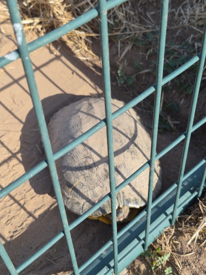 Shelter Stray Unknown Turtle last seen N Del Rey Ave and E Mckinley Ave, Sanger Zone Fresno CO 4 93657, CA, Fresno, CA 93706