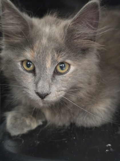 Shelter Stray Female Cat last seen Roseville, CA 95678, Roseville, CA 95678