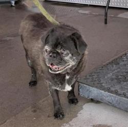 Shelter Stray Male Dog last seen El Paso, TX , Fort Bliss, TX 79906