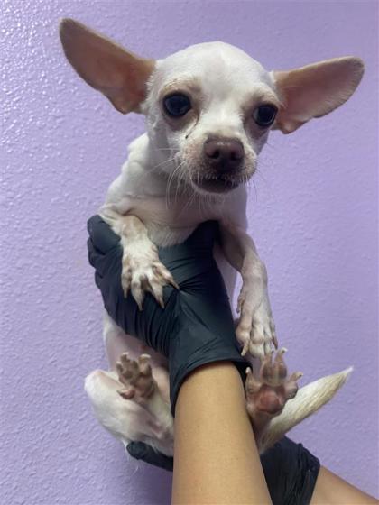 Shelter Stray Female Dog last seen Socorro, TX 79927, Fort Bliss, TX 79906