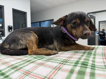 Shelter Stray Unknown Dog last seen E 18th St and Lawn Ave, KCMO, 64127, 64127, MO, Kansas City, MO 64132