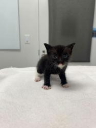 Shelter Stray Female Cat last seen Near NE Munger Ave, 64119, MO, Kansas City, MO 64132