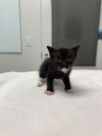 Shelter Stray Female Cat last seen Near NE Munger Ave, 64119, MO, Kansas City, MO 64132