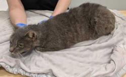Shelter Stray Unknown Cat last seen Near E 28th St, 64128, MO, Kansas City, MO 64132