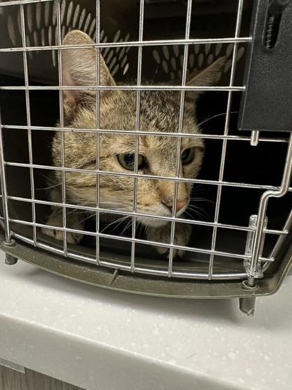 Shelter Stray Male Cat last seen Near N topping ave, 64119, MO, Kansas City, MO 64132