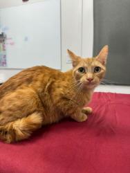 Shelter Stray Female Cat last seen Collins St and Truman Rd, KCMO, 64127, 64127, MO, Kansas City, MO 64132