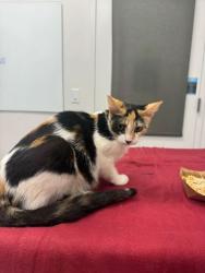 Shelter Stray Female Cat last seen Collins St and Truman Rd, KCMO, 64127, 64127, MO, Kansas City, MO 64132