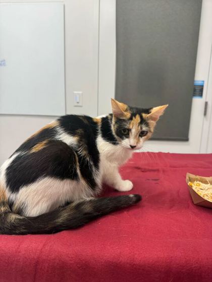 Shelter Stray Female Cat last seen Collins St and Truman Rd, KCMO, 64127, 64127, MO, Kansas City, MO 64132