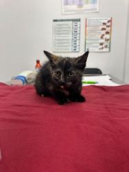 Shelter Stray Female Cat last seen Collins St and Truman Rd, KCMO, 64127, 64127, MO, Kansas City, MO 64132