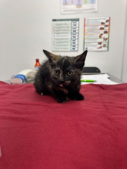 Shelter Stray Female Cat last seen Collins St and Truman Rd, KCMO, 64127, 64127, MO, Kansas City, MO 64132