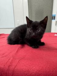 Shelter Stray Female Cat last seen Collins St and Truman Rd, KCMO, 64127, 64127, MO, Kansas City, MO 64132