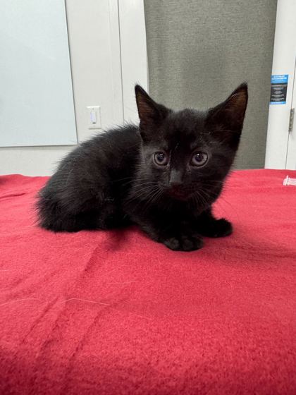 Shelter Stray Female Cat last seen Collins St and Truman Rd, KCMO, 64127, 64127, MO, Kansas City, MO 64132